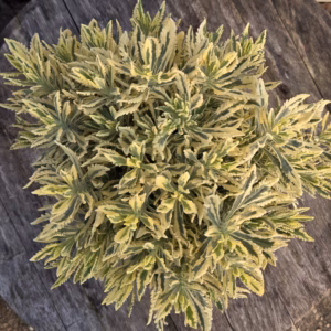 Bonte lavendel (Lavendula off.st)