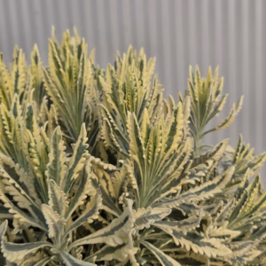 Bonte lavendel (Lavendula off.st)