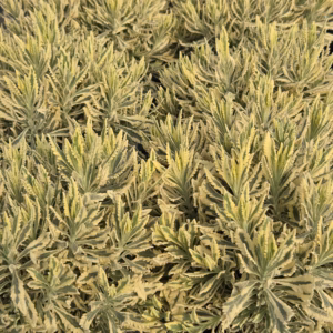 Bonte lavendel (Lavendula off.st)