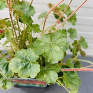 Heuchera sang. 'Ruby Bells'