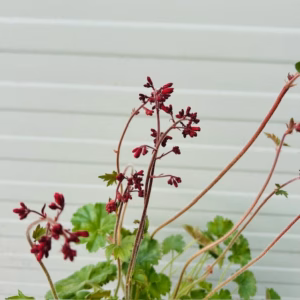 Heuchera sang. 'Ruby Bells'
