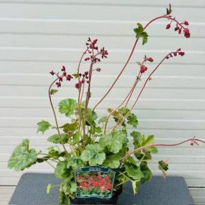 Heuchera sang. 'Ruby Bells'
