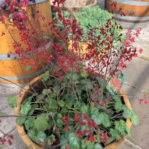 Heuchera sang. 'Ruby Bells'