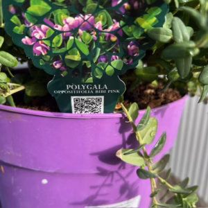 Polygala myrtifolia Bibi Pink (Vleugeltjesbloem)