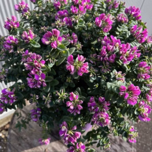 Polygala myrtifolia Bibi Pink (Vleugeltjesbloem)