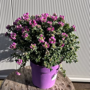 Polygala myrtifolia Bibi Pink (Vleugeltjesbloem)