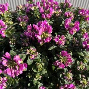 Polygala myrtifolia Bibi Pink (Vleugeltjesbloem)
