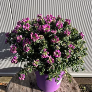 Polygala myrtifolia Bibi Pink (Vleugeltjesbloem)