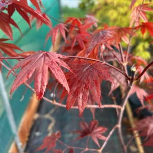 Acer pal. 'Bloodgood' (Japanse Esdoorn)