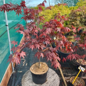 Acer pal. 'Bloodgood' (Japanse Esdoorn)