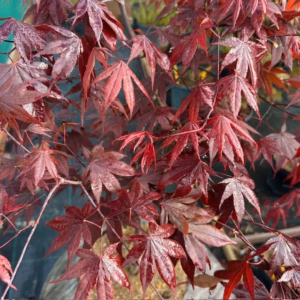 Acer pal. 'Bloodgood' (Japanse Esdoorn)