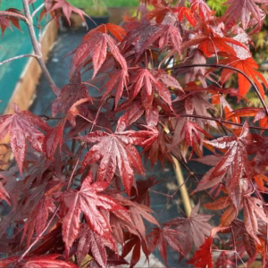 Acer pal. 'Bloodgood' (Japanse Esdoorn)