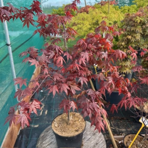 Acer pal. 'Bloodgood' (Japanse Esdoorn)