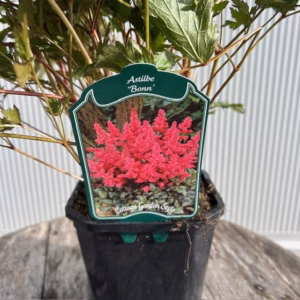 Astilbe (J) 'Bonn'