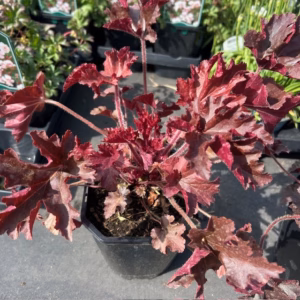Heuchera 'Melting Fire'