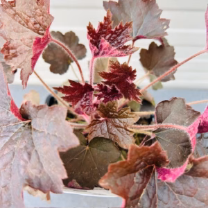 Heuchera mic. 'Palace Purple'