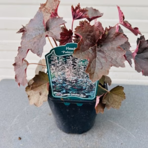 Heuchera mic. 'Palace Purple'