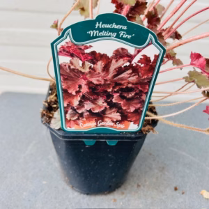 Heuchera 'Melting Fire'