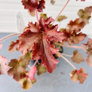 Heuchera 'Melting Fire'