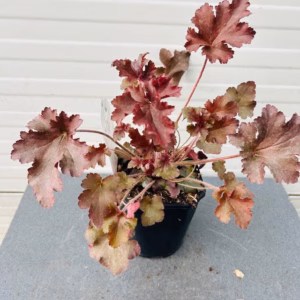 Heuchera 'Melting Fire'