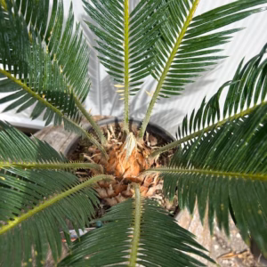 Cycas revoluta (Vredespalm) 40 cm