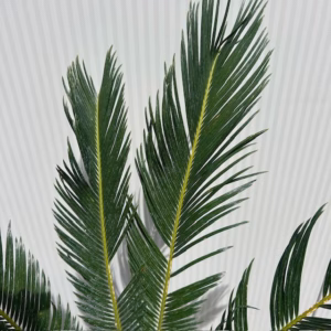 Cycas revoluta (Vredespalm) 40 cm