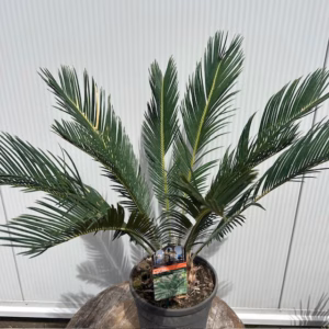 Cycas revoluta (Vredespalm) 40 cm