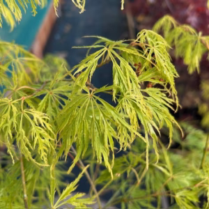 Acer pal. Dissectum (Japanse esdoorn)