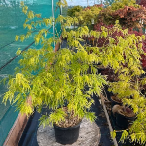 Acer pal. Dissectum (Japanse esdoorn)
