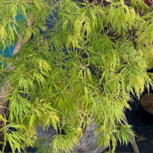Acer pal. Dissectum (Japanse esdoorn)