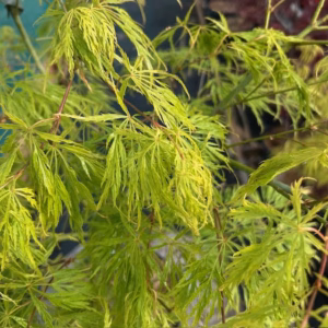 Acer pal. Dissectum (Japanse esdoorn)