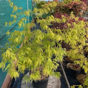 Acer pal. Dissectum (Japanse esdoorn)