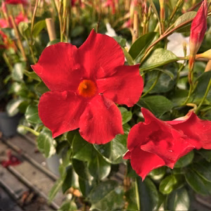 Dipladenia (Sundaville of Mandevilla) rood aan rekje