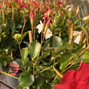 Dipladenia (Sundaville of Mandevilla) rood aan rekje