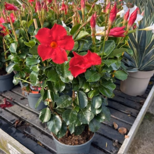Dipladenia (Sundaville of Mandevilla) rood aan rekje