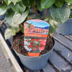 Dipladenia (Sundaville of Mandevilla) wit aan rekje