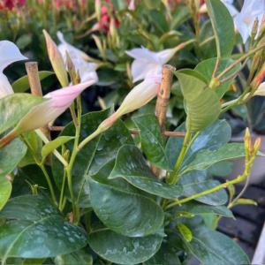 Dipladenia (Sundaville of Mandevilla) wit aan rekje