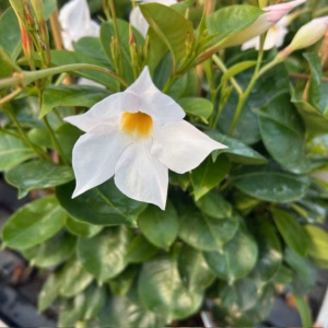 Dipladenia (Sundaville of Mandevilla) wit aan rekje