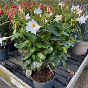 Dipladenia (Sundaville of Mandevilla) wit aan rekje