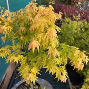 Acer pal. 'Orange Dream' (Japanse esdoorn)