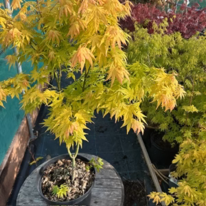 Acer pal. 'Orange Dream' (Japanse esdoorn)