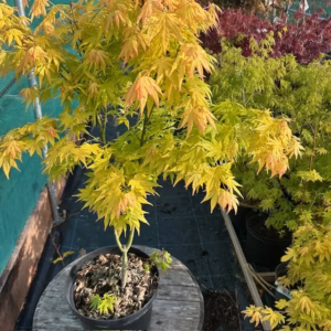 Acer pal. 'Orange Dream' (Japanse esdoorn)