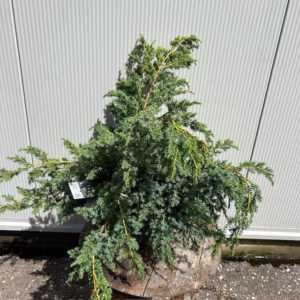 Juniperus chinensis 'Blue Alps'