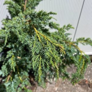 Juniperus chinensis 'Blue Alps'