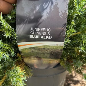 Juniperus chinensis 'Blue Alps'