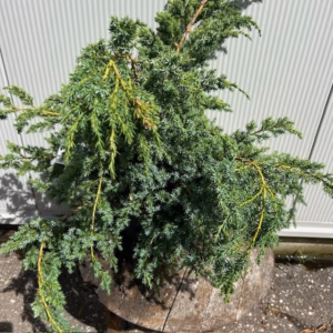 Juniperus chinensis 'Blue Alps'