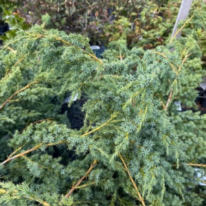Juniperus chinensis 'Blue Alps'