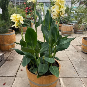 55 liter half portvat beplant met Canna