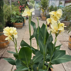 55 liter half portvat beplant met Canna