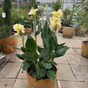 55 liter half portvat beplant met Canna
